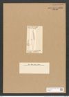 Stauroneis argentina Cleve (de-Toni-Nr.: Genus 6, Species 870) Zeichnungen Sammlung Grunow Nr. 1730 (NHMW-BOT-W0368610)